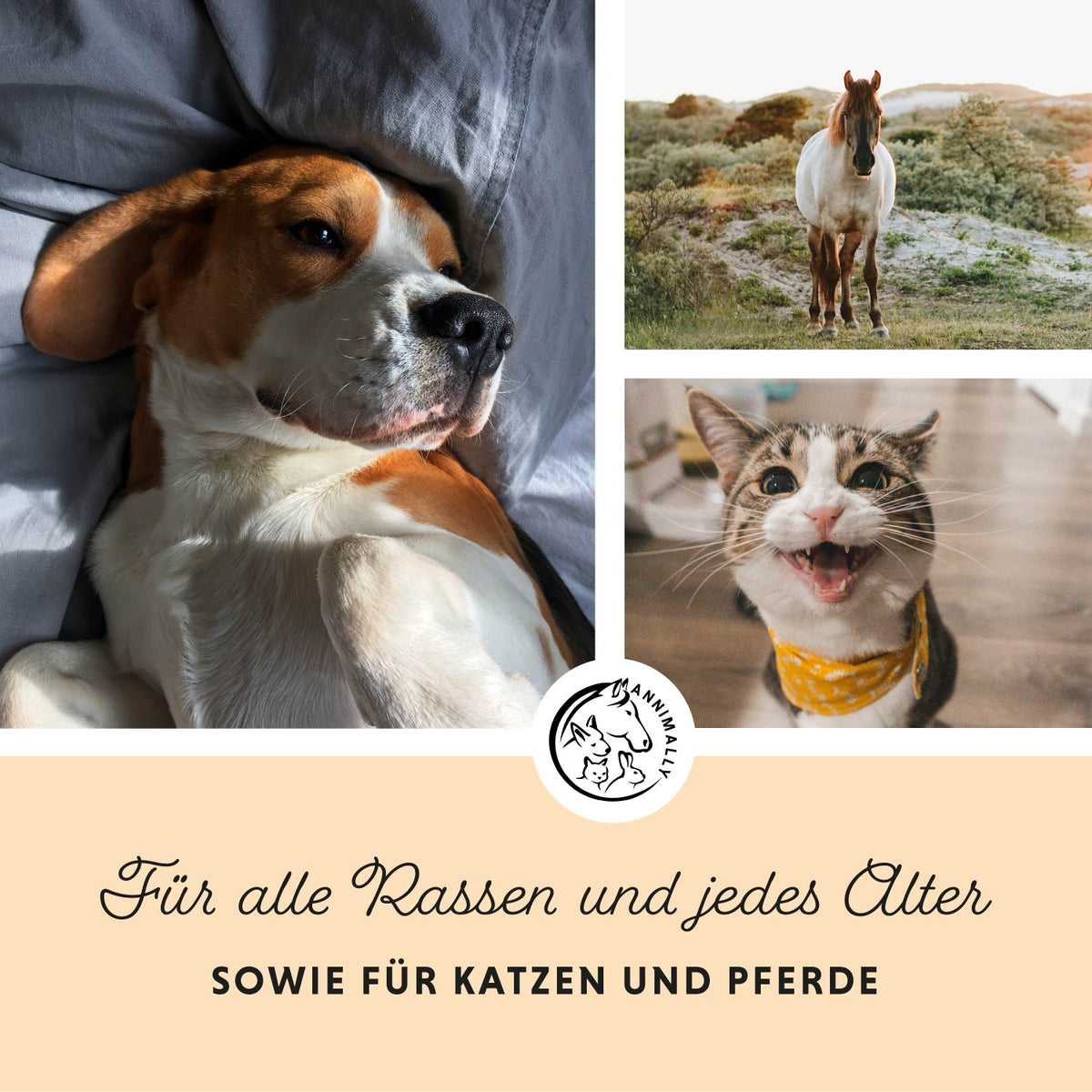 Lax-Öl mit Omega-3-Fettsäuren – Futtertopping für Hunde & Katzen