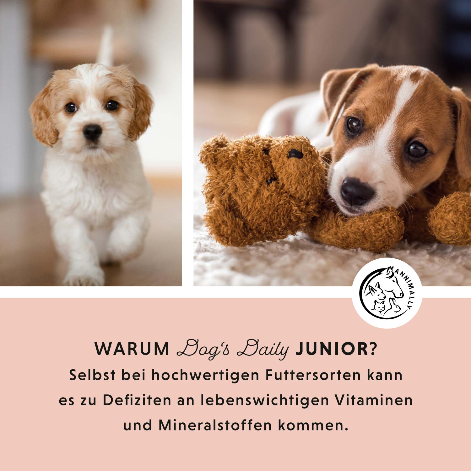 Dog‘s Daily Junior