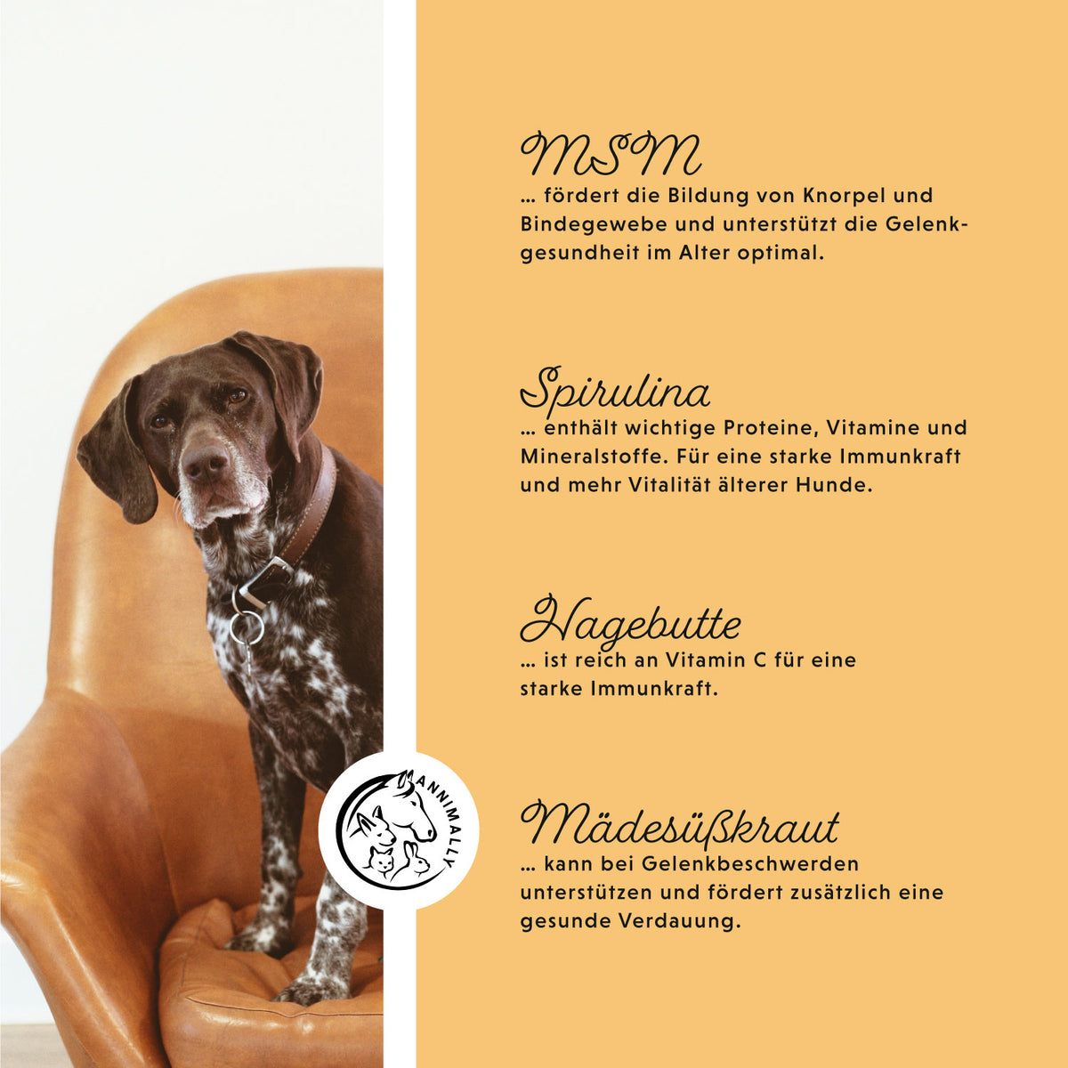 Nahrungsergänzungsmittel für Hunde: Senior Vital Tabletten für ältere Hunde
