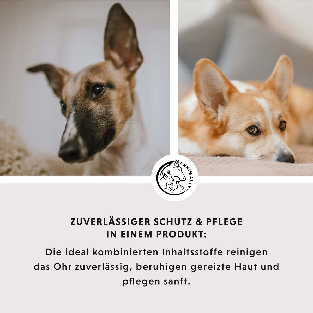 Ohrenpflege mit kolloidalem Silber 50 ppm – Pflegeprodukt für Hunde