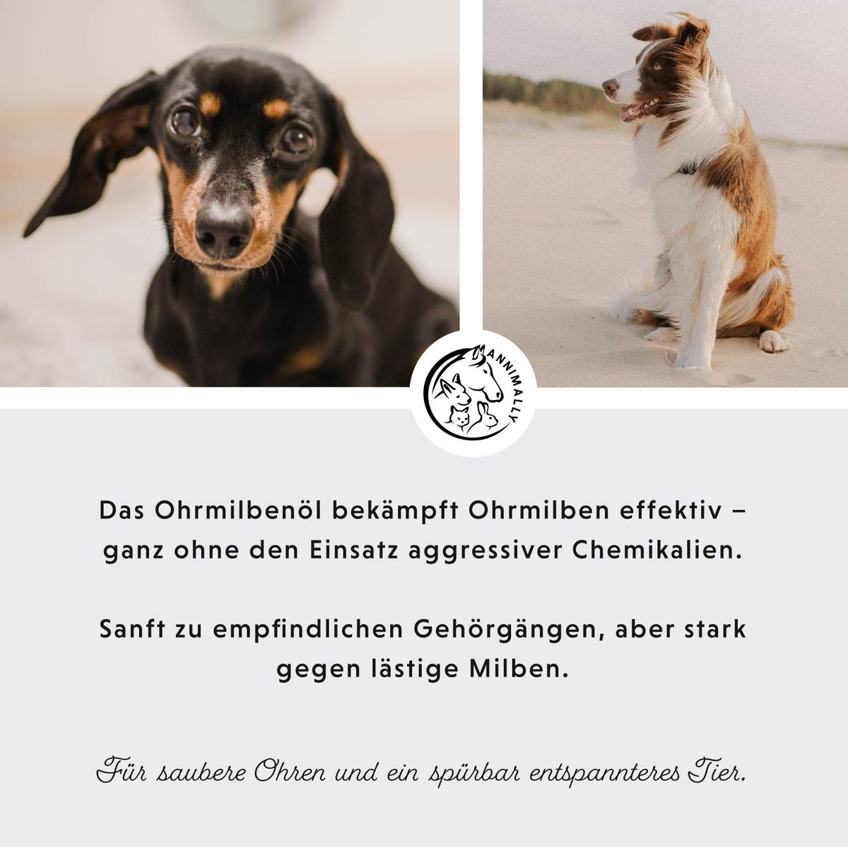 Tierpflege für Hunde: Ohrmilbenöl Akut