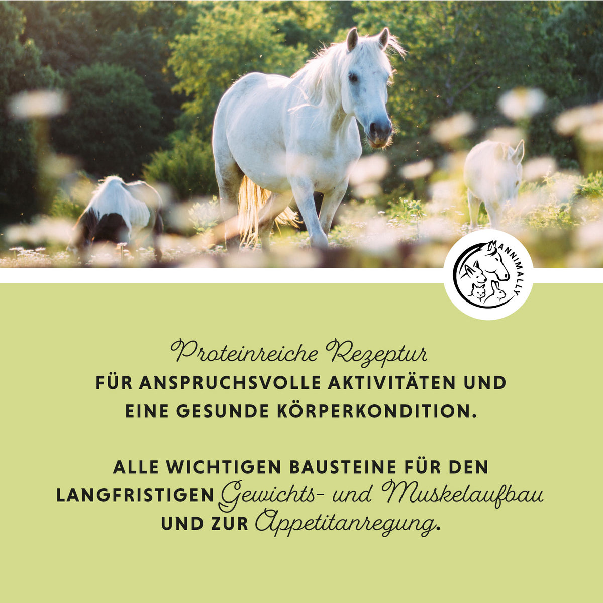 Weight Gainer Konzentrat für Pferde – Futterergänzung für gesunde Gewichtszunahme | Annimally