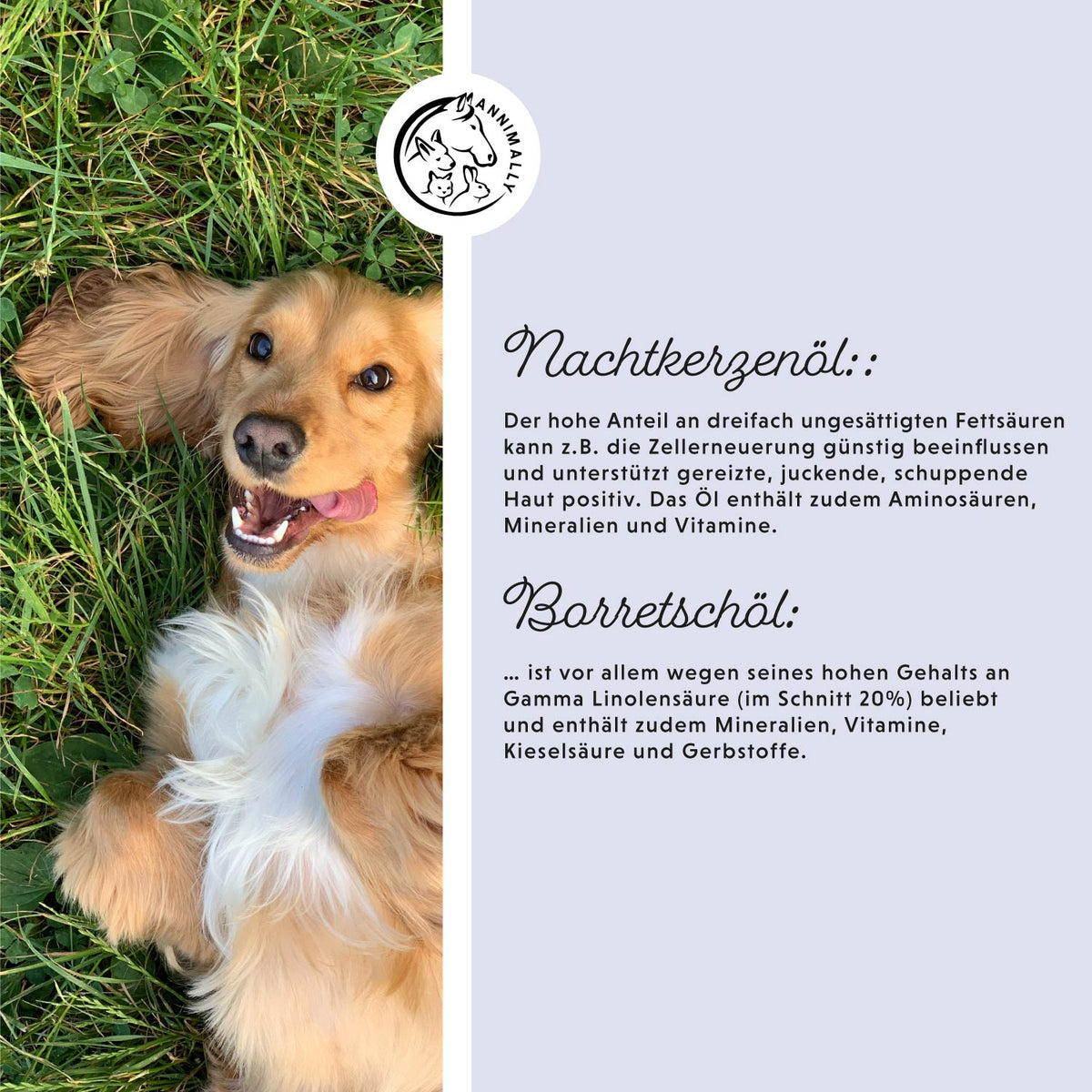 Box mit Futtertoppings für Hunde & Katzen: Barf-Box XL