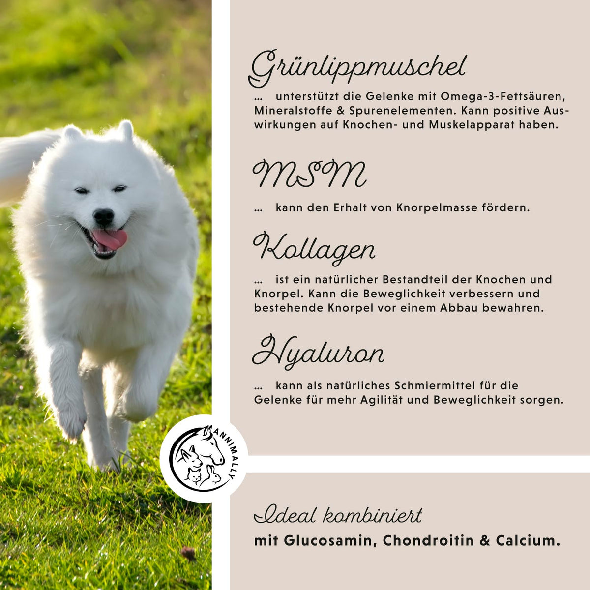 Futterzusatz für Hunde: Gelenkpulver