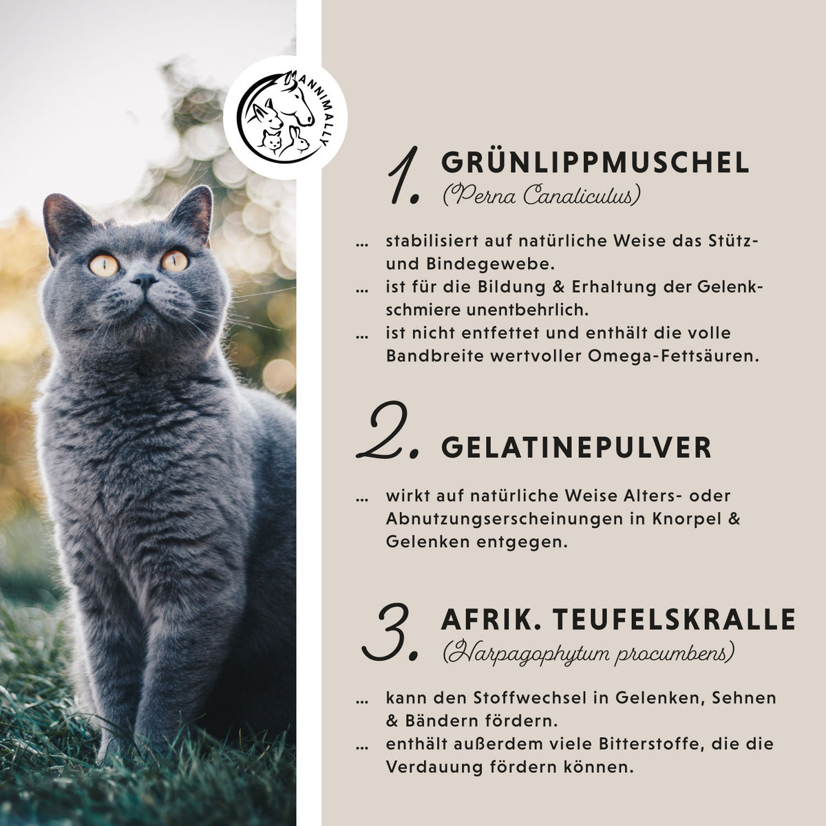 Gelenk Komplex von Annimally – Futtertopping für Katzen