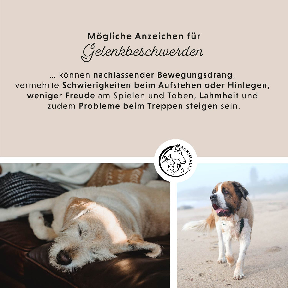 Gelenkpulver von Annimally – Futtertopping für Hunde