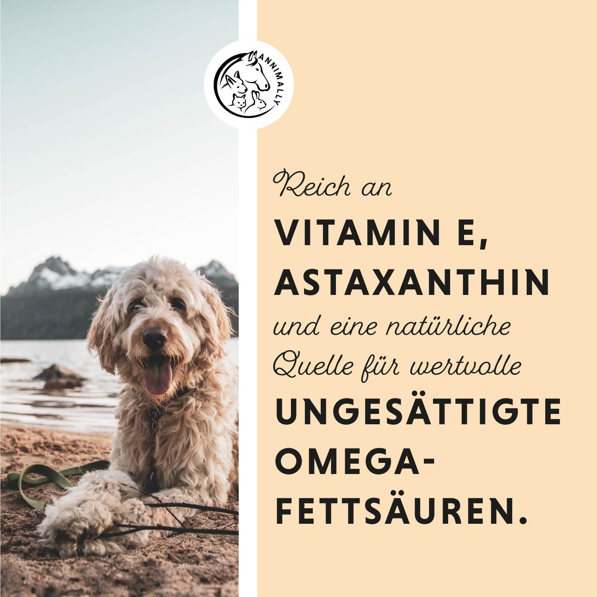 Lax-Öl für Hunde & Katzen – Futterergänzung mit Omega-3-Fettsäuren | Annimally