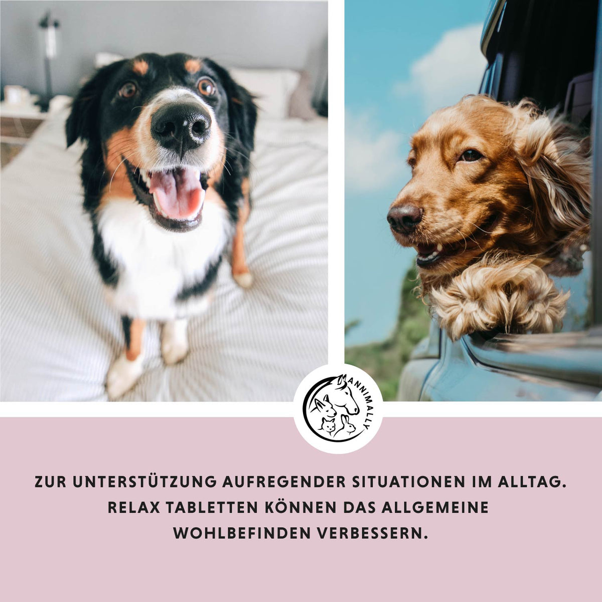 Relax-Box von Annimally – Box mit Futtertoppings für Hunde