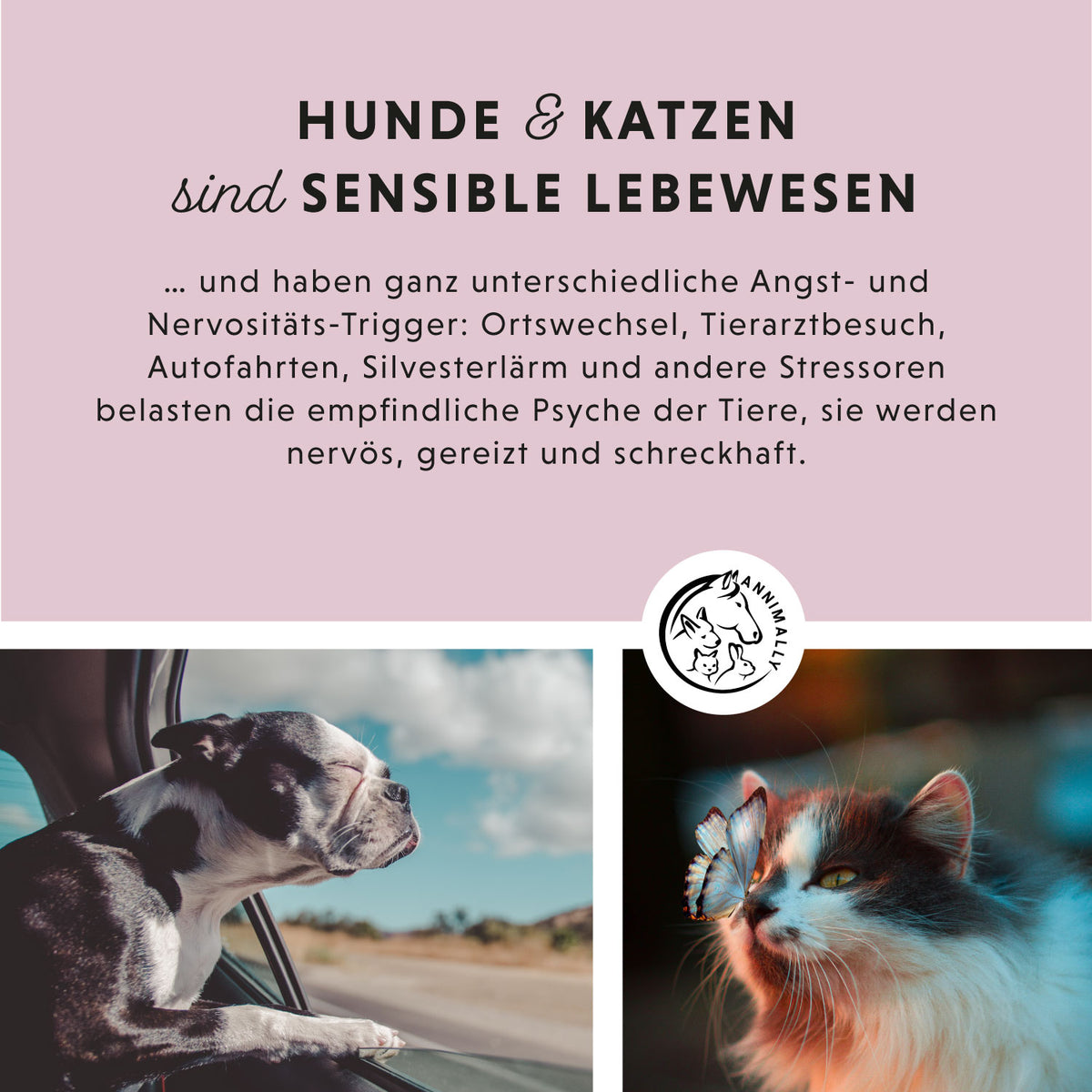 Relax-Box von Annimally – Set mit Nahrungsergänzungsmitteln für Hunde