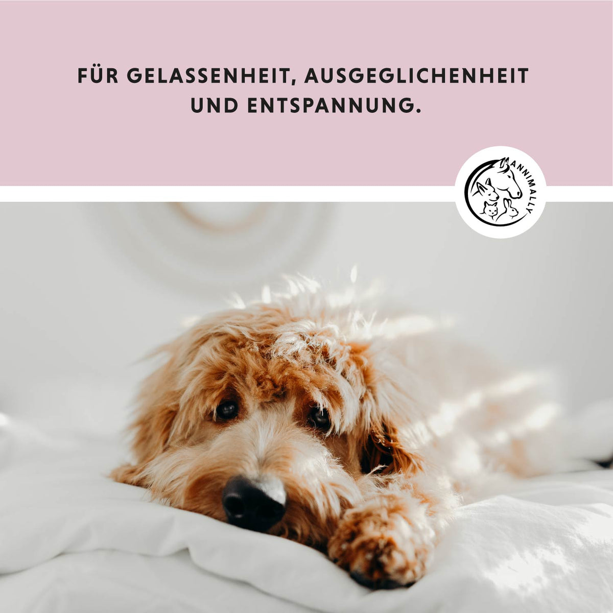 Relax Tabletten für Hunde – Futterzusatz zur natürlichen Beruhigung | Annimally